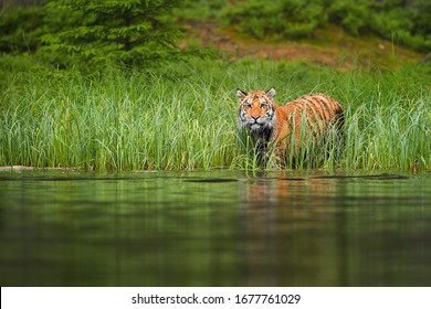 Siberische tijger, Panthera Tigris altaica, bereidt zich voor op de oversteek van het bosmeer. Tijger op de oever van het meer, kijkend vanaf groen gras boven het wateroppervlak. Tijger in taiga-omgeving.