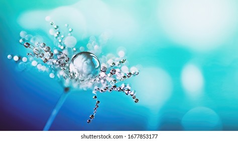 Schöner großer Tautropfen Wasser auf Löwenzahn-Makroblume, weicher selektiver Fokus. Funkelndes Wasser vieler Tröpfchen auf hellblauem Hintergrund. Erstaunliches buntes künstlerisches Bild der Natur.