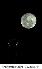 Von hinten beleuchtete Katzensilhouette mit schwarzem Hintergrund und Mond