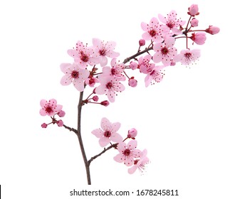 Rosa Frühlingskirschblüte. Kirschbaumzweig mit rosa Frühlingsblumen, isoliert auf weiss