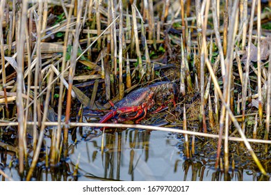 Selective focus of died Louisiana crawfish on the ground along canal side, Procambarus clarkii is a species of cambarid freshwater, A red swamp crawfish in its natural habitat.