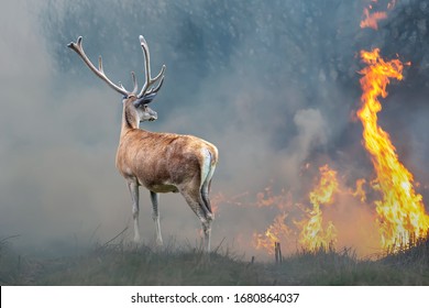 燃える森の背景に鹿。火と煙の中で野生動物