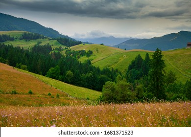 naturaleza, paisaje de verano en las montañas de los Cárpatos, flores silvestres y prados, piceas en las colinas, hermoso cielo nublado