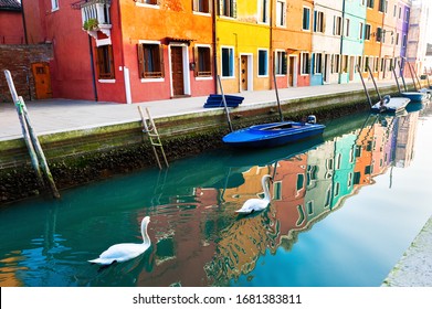 Hai con thiên nga trắng bồng bềnh trên kênh đào ở đảo Burano, Venice, Italy. Kiến trúc đầy màu sắc với hình ảnh phản chiếu trong nước