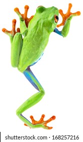 red eyed tree frog from tropical rainforest of Costa Rica isolated on white. Beautiful green and blue treefrog is an exotic animal from the rain forest. Agalychnis callidrias