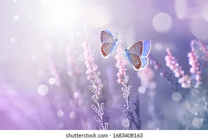 Increíble hermoso paisaje natural colorido. Flores de lavanda y dos mariposas en los rayos del sol de verano en primavera al aire libre en macro natural, enfoque suave. Foto atmosférica, imagen artística suave.