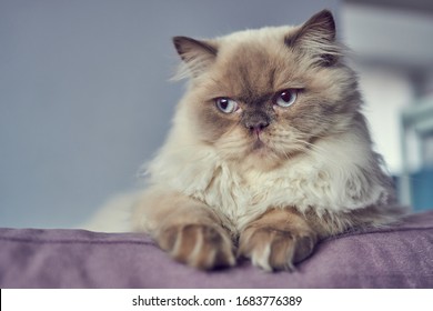 Portret van Himalaya / Schots Blue Point-kattenmodel. Witte vacht, blauwe ogen, zwarte neus.