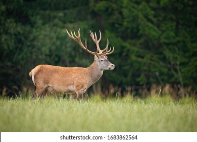 Strong red deer, cervus elaphus, stag with big antlers standing on a open pasture in nature. Majestic wild animal in Slovakia, Europe. Wildlife scenery of mammal from side view with copy space.