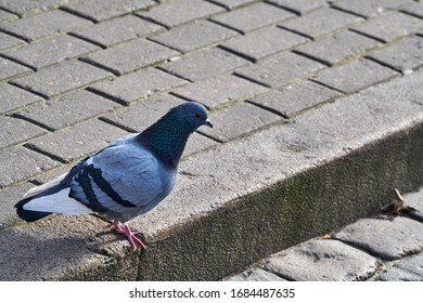 Paloma de roca en la calle en busca de comida.Las palomas de roca abarrotan las calles y plazas públicas, viviendo de comida desechada y ofrendas de alpiste.
