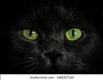 黒い猫の顔をクローズ アップ