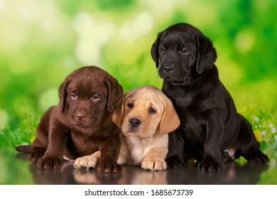 cachorros labrador de tres colores negro marrón y amarillo juntos