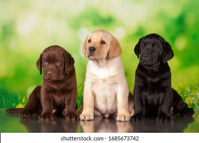 cachorros labrador de tres colores negro marrón y amarillo juntos