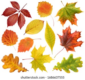 Sammlung von Herbstlaub isoliert auf weißem Hintergrund mit Beschneidungspfad. Blatt aus Eiche, Ahorn, Weißdorn, Espe. rotes und gelbes Laub. Herbarium.