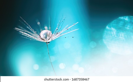 Schöner Tautropfen Wasser auf Löwenzahn-Makroblume, weicher selektiver Fokus auf hellblauem Hintergrund. Erstaunliches buntes künstlerisches Bild der Natur.
