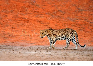 Luiperd, Panthera pardus, loop in die rooi oranje sand. Afrika-luiperd in die Kgalagadi-woestyn in Botswana. Kuns wild natuur, kat in wildernis. Wildgevlekte kat in die natuur. Afrikaanse safari.