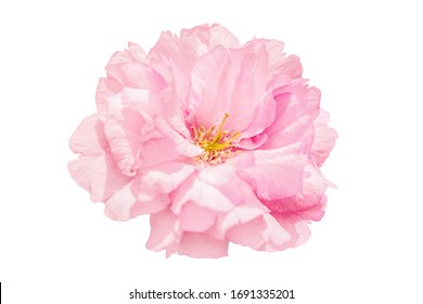 Sakura rosa Blume Kirschblüte isoliert auf weißem Hintergrund. Geringe Tiefe. Weicher Pastellton. Blumiger Frühling. Platz kopieren.