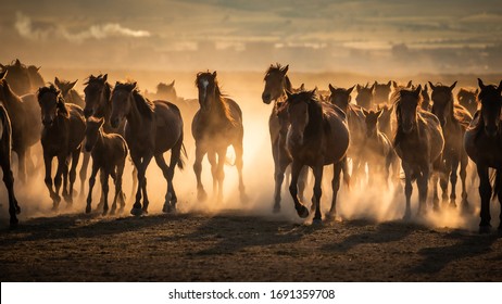 Vrije paarden, bij zonsondergang aan de natuur overgelaten. Cappadocië, Turkije