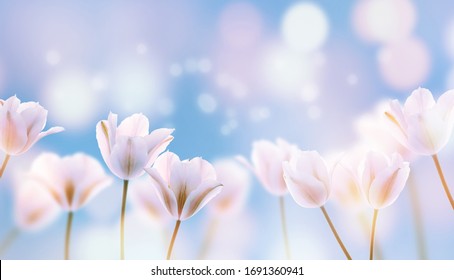 春の抽象的な青い空に咲く美しいチューリップ畑、花のコンセプト