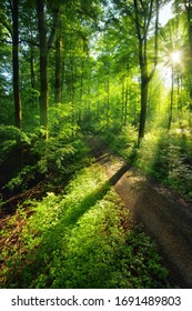 Los rayos del sol crean un paisaje verde vibrante de luces y sombras en un camino forestal