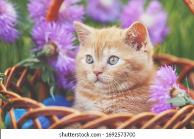 Nettes kleines Kätzchen mit Blumen im Freien. Das Kätzchen sitzt im Frühjahr in einem Korb in einem Garten