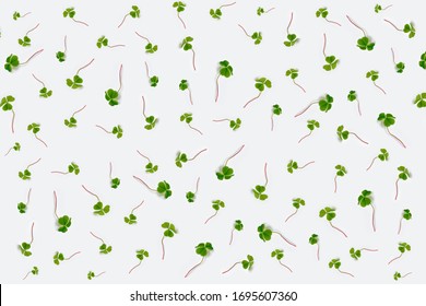 Daun semanggi hijau diisolasi pada latar belakang putih. Hari St Patrick. alam