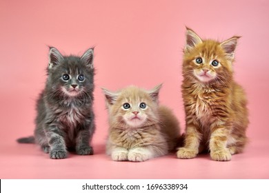 Drie Maine coon-kittens - crèmekleurige, rode en grijze vachtkleur. Leuke korthaar rasechte katten op roze achtergrond. Ginger, beige en grijs haar aantrekkelijke katjes uit nieuw nest.