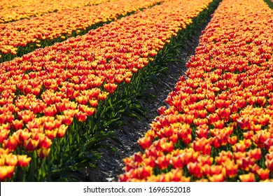 Orange Tulipani Polje Preuzimanje Hd Pozadina