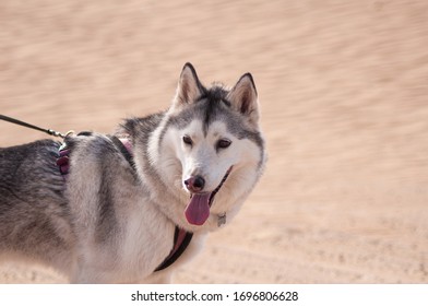 アラブ首長国連邦の砂漠でひもにつないだハスキー犬