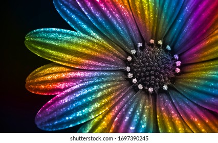 Colorful glittering flower isolated on blackground. Rainbow flower isolated on black background. Colorful daisy on black background. Rainbow abstract background. Colorful abstract art background.