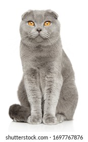 灰色の猫の品種スコティッシュフォールド、カメラ目線、白い背景の上に座って