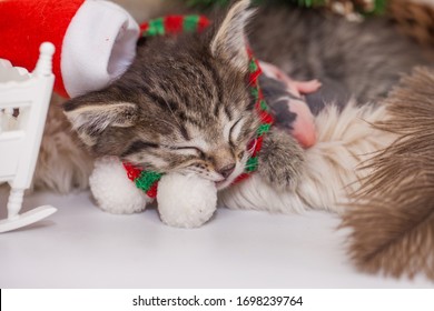 サンタクロースの帽子をかぶった子猫が、生まれたばかりのネズミと一緒に寝ています。大晦日に眠る小さな子供たち