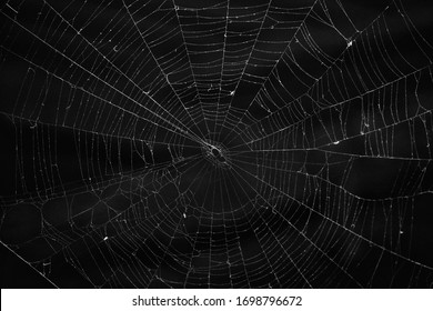 Spooky spider web (cobweb) on dark background, halloween collection