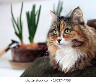 Schöne Hauskatze mit grünen, klugen Augen. Dreifarbiges Katzenhaar: weiß, rot und schwarz. Inländische lange Haare Katze.