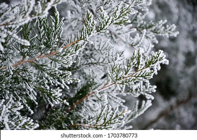 falden hvid sne på grenene i skoven og rimfrost