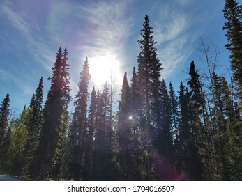 朝日が差し込むアラスカの森