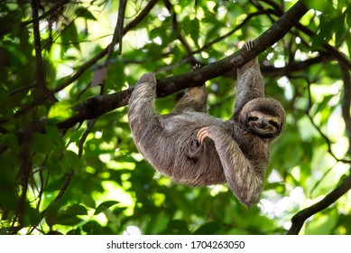 変な顔で木の枝にぶら下がっているかわいいナマケモノ、コスタリカの熱帯雨林で腹を引っ掻く野生動物の完璧なポートレート、ブラディプス・バリエガタス、茶色の喉の3本指のナマケモノ、