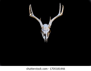 Deer skull for background uses.