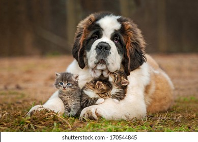 セントバーナードの子犬と 3 匹の子猫