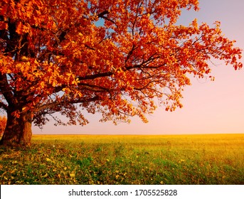 Ein Baum mit goldenen Blättern