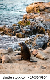 Coastal beach wildlife landscape of southern California. Sea lions lying on cliffs and looking out at the Pacific Ocean in La Jolla Cove, in San Diego, California.