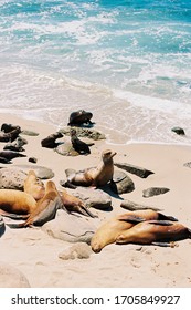 Lobos marinos tumbados en la playa y mirando el Océano Pacífico en La Jolla Cove, en San Diego, California. Paisaje de vida silvestre de playa costera del sur de California.