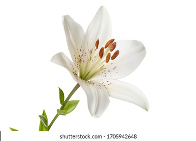 Blume der weißen Lilie getrennt auf einem weißen Hintergrund.