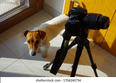 Un perro Jack Russell muy curioso se encuentra cerca de la cámara en el trípode