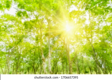 Blurred photo View of green trees for a natural backdrop.
