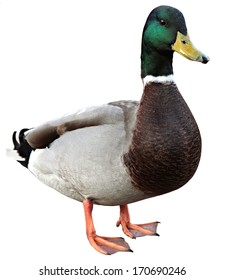 Mallard Duck met uitknippad. Kleurrijke wilde eendeend geïsoleerd op een witte achtergrond