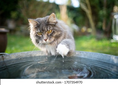屋外の金属製のバケツで水と遊ぶ青いぶち白いメインあらいくま猫