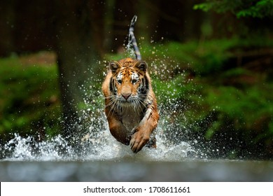Wild Azië. Siberische tijger die in het water loopt, Siberië. Gevaarlijk dier, taiga, Rusland. Dier in groene bosstroom. Amoer tijger opspattend water.
