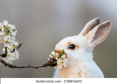 cute white rabbit eating plum tree flowers