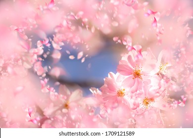 Spring has arrived in Gothenburg. The cherry blossoms are in full bloom. And spreads color and joy in the parks. Spring 2020