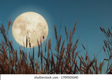 Beautiful nature fantasy - wild grass and full moon with star. Retro style with vintage color tone. Fall season, halloween and thanksgiving in night skies. autumn background concept.